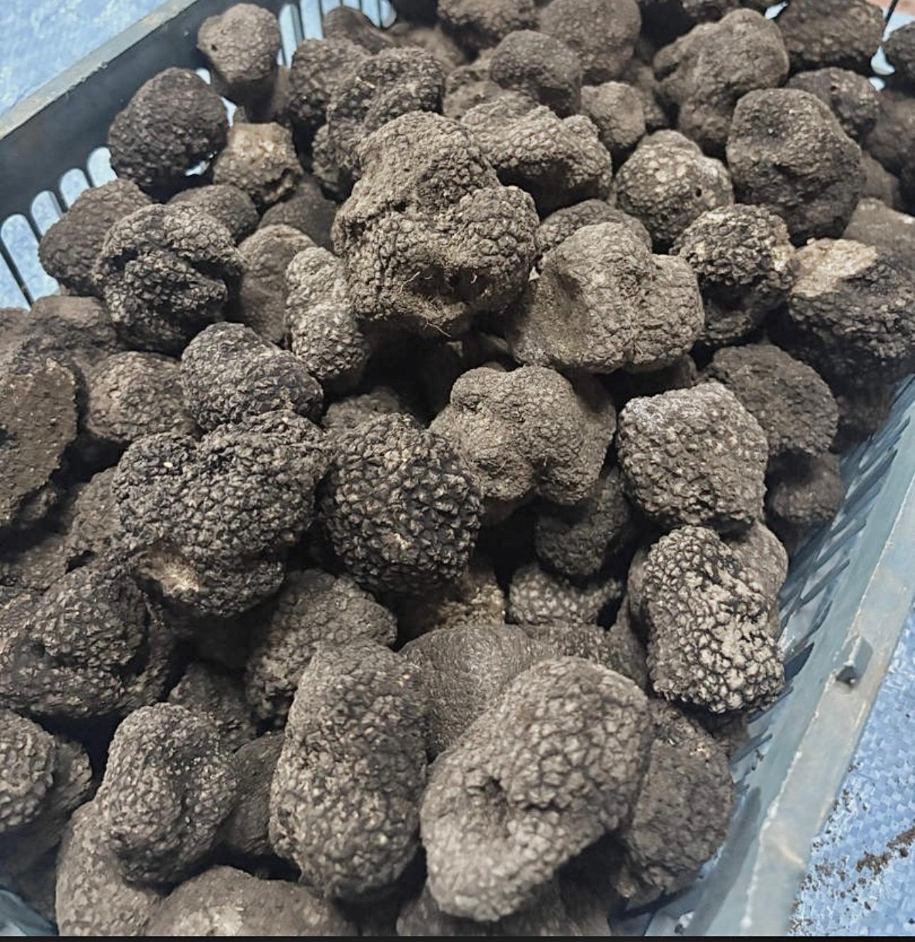 Fresh black truffles