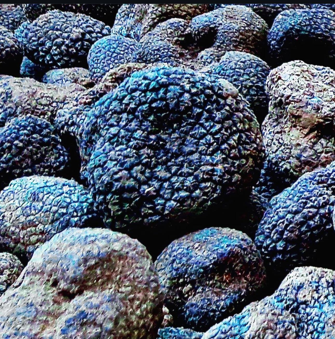 Rare premium truffles