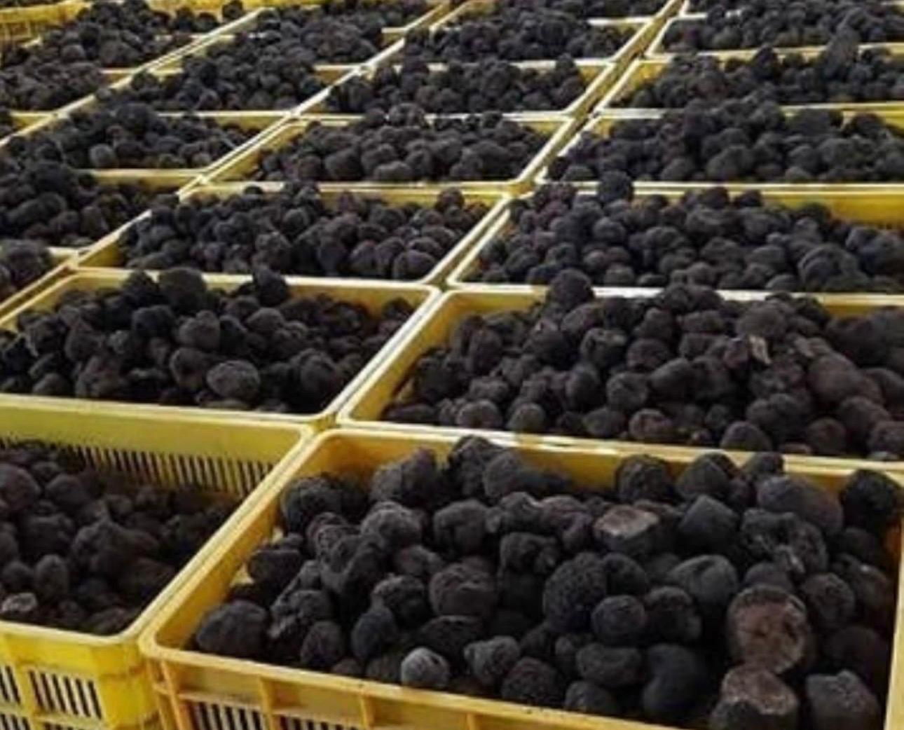 Truffles prepared for professional distribution